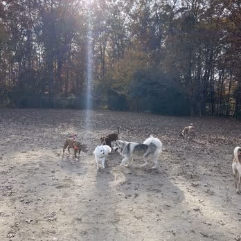K-9 Gunner Memorial Dog Park photo 2